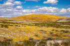 USA, Arizona, Graham County. Landscape with Mexican and California poppies. Art Print
